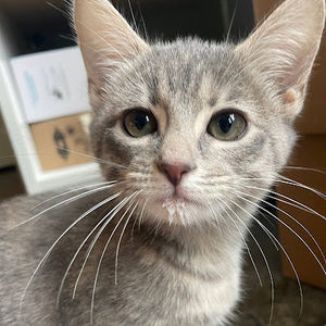 Meet your Posher, Ava